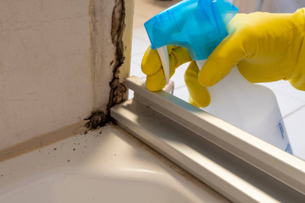 Best Mold Testing and Removal  in Dousman, WI