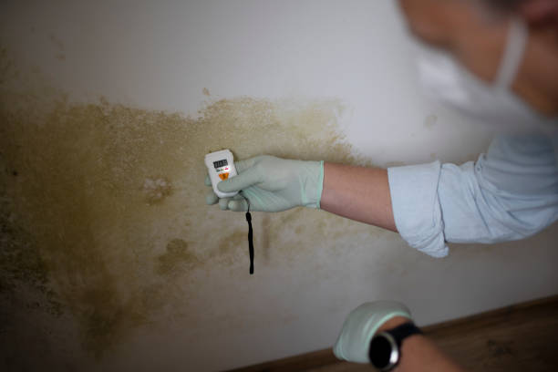Best Office Mold Removal Services  in Dousman, WI