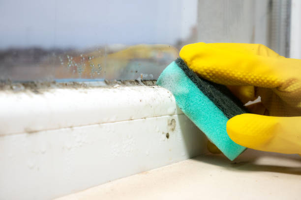 Best Mold Inspection  in Dousman, WI