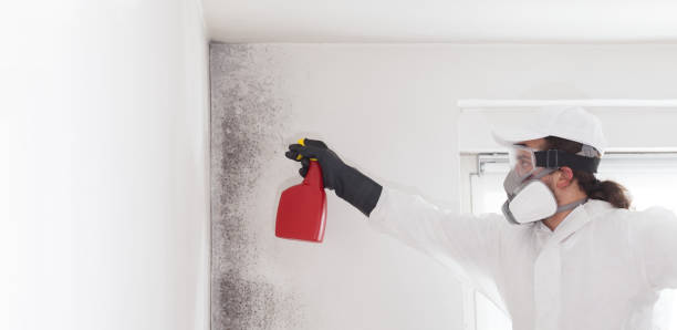 Best Mold Cleaning Services  in Dousman, WI