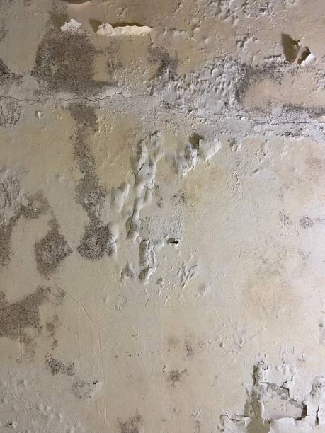 Best Residential Mold Removal  in Dousman, WI