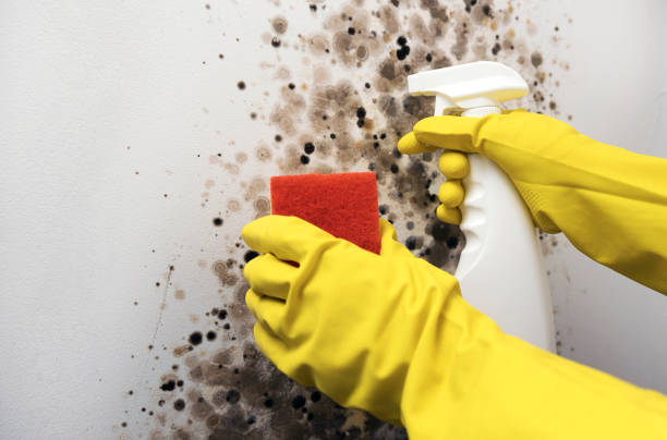 Best Commercial Mold Removal  in Dousman, WI