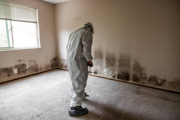 Best Affordable Mold Removal  in Dousman, WI