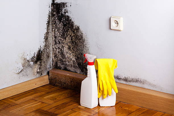Best Professional Mold Removal  in Dousman, WI
